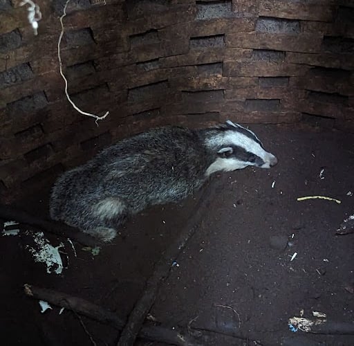 The heartwarming moment a badger was rescued from a manhole in the grounds of a Frensham school has been caught on video by the RSPCA