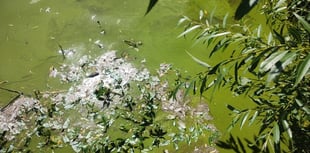 Pong at the pond: Algae causing a stink at Petersfield beauty spot