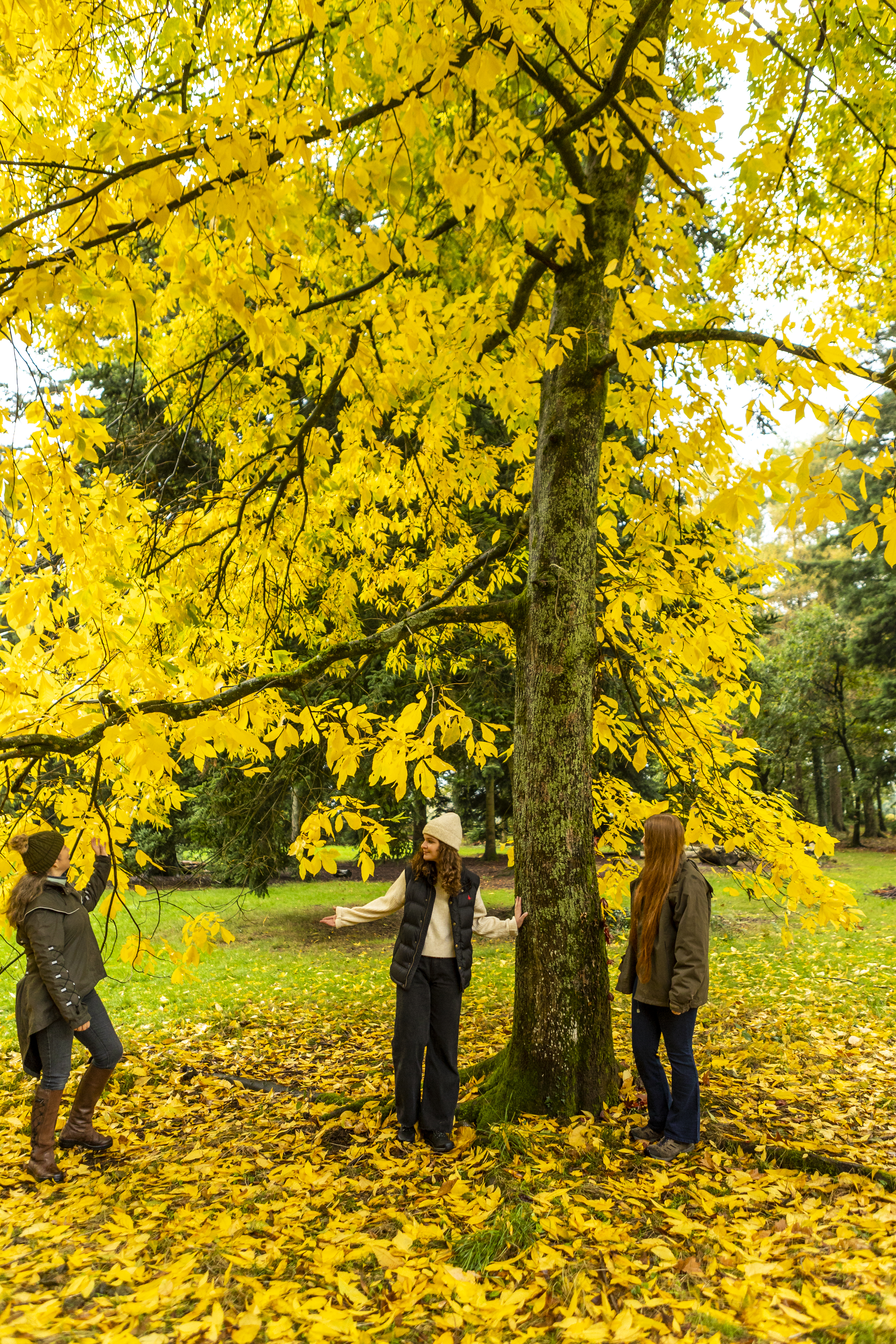 Autumn still to arrive say Forestry England experts