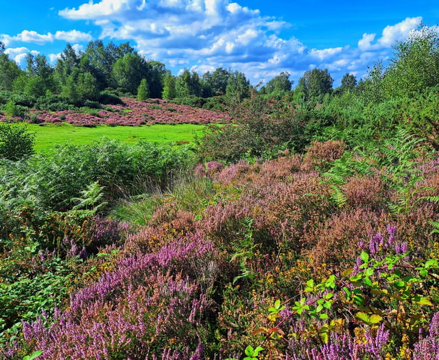 Opinion: Dog owners – be responsible and keep pets away from heathland