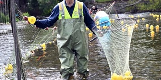 Crickhowell has a quacking time at duck race!