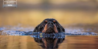 Gallery: Check out Diane Gollowitzer's award-winning doggie snaps