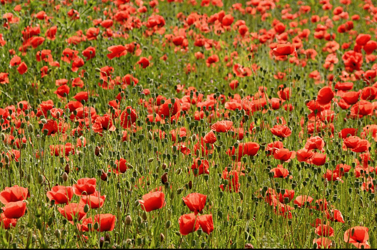 Poppy fields