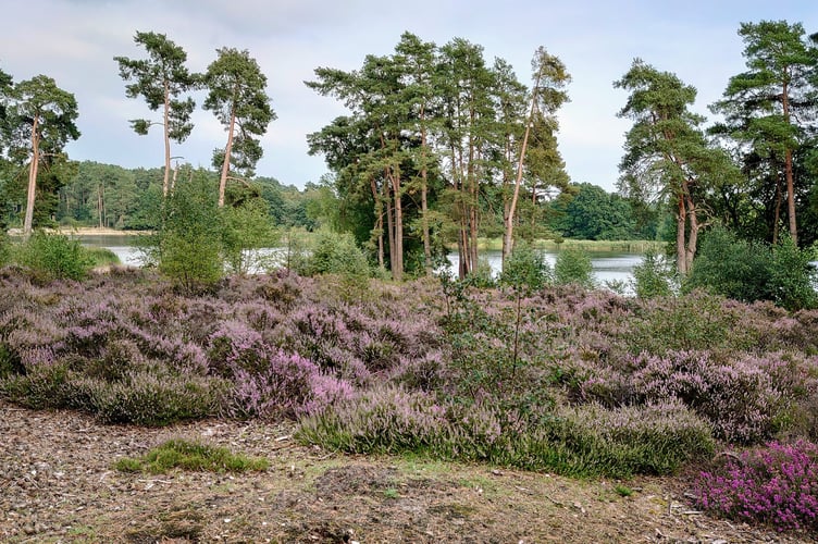 Frensham Little Pond