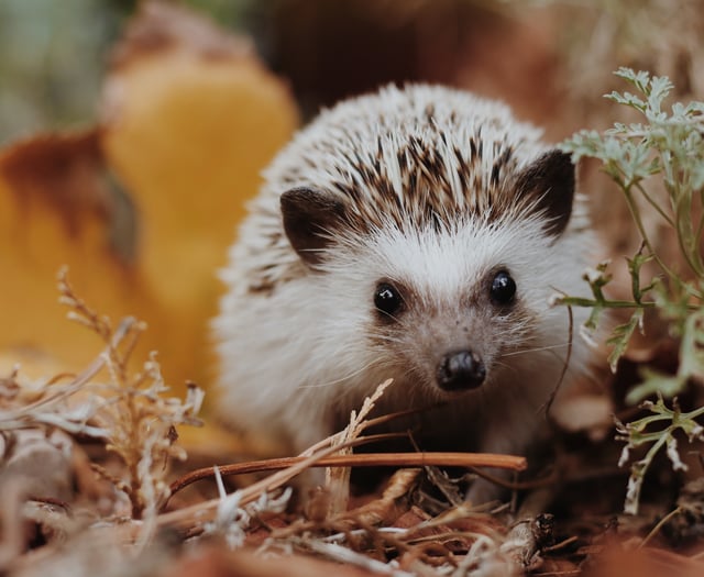 New road sign rules make it easier to keep Hampshire hedgehogs safe