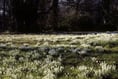 Signs of spring in National Trust gardens