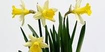 Daffodil service to remember loved ones at The Spire Church