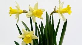 Daffodil service to remember loved ones at The Spire Church