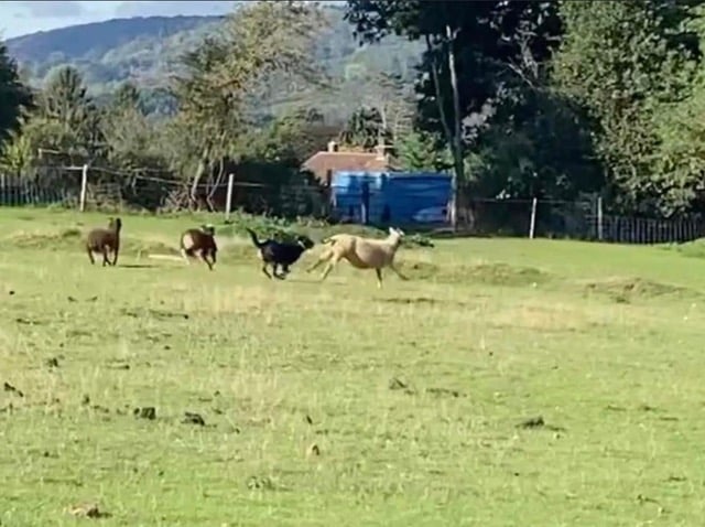 The attack on the horses comes less than a year after an attack on sheep after four dogs broke into a field