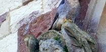 Peregrine falcon again takes up roost on Farnham church – with a mate!