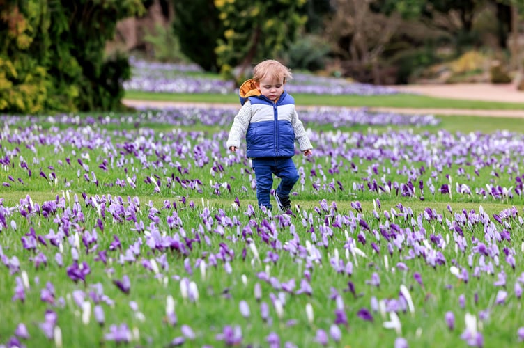 RHS Wisley is seeing many plants bloom early this year 