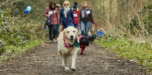 Dog owners asked to take on walking challenge for cancer research