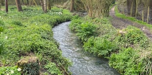 River Wey full of 'pooh sticks' after Easter Sunday sewage discharges