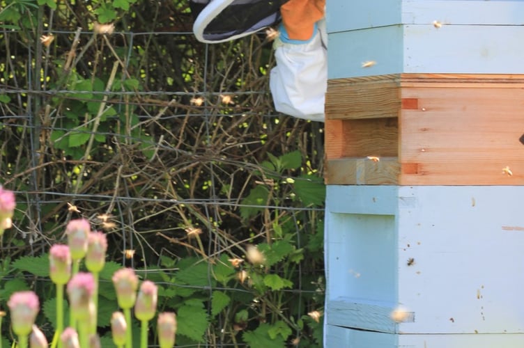 A MINIBEAST sneaks a look at the bees (Photo: Sarah Womersley)