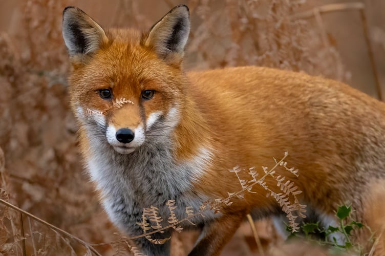 Fox looks right into the camera.