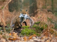 Photographer captures stunning photos of local foxes 