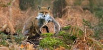 Photographer captures stunning photos of local foxes 