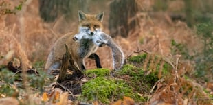 Photographer captures stunning photos of local foxes 