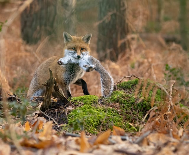 Photographer captures stunning photos of local foxes 