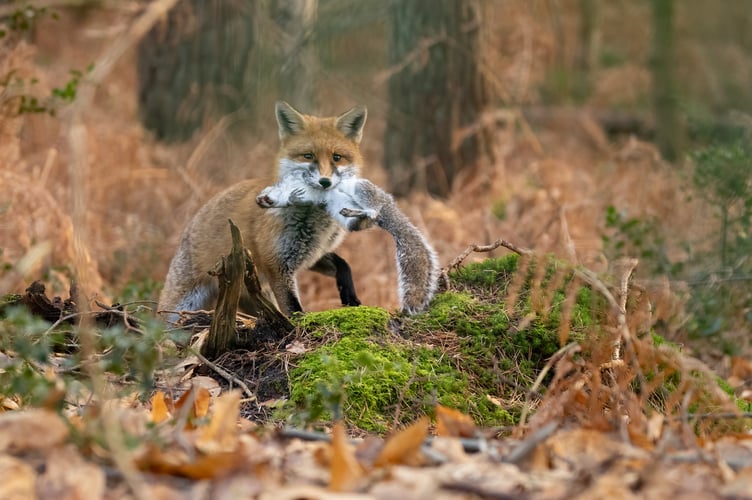 A local fox captures its prey while out hunting.