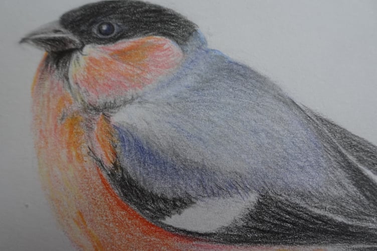 Bird drawing by Jacqueline Amies.