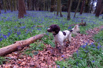 Out and About: Make the most of the magnificent bluebell season