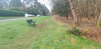 Half-mile-long wildflower verge created to boost biodiversity