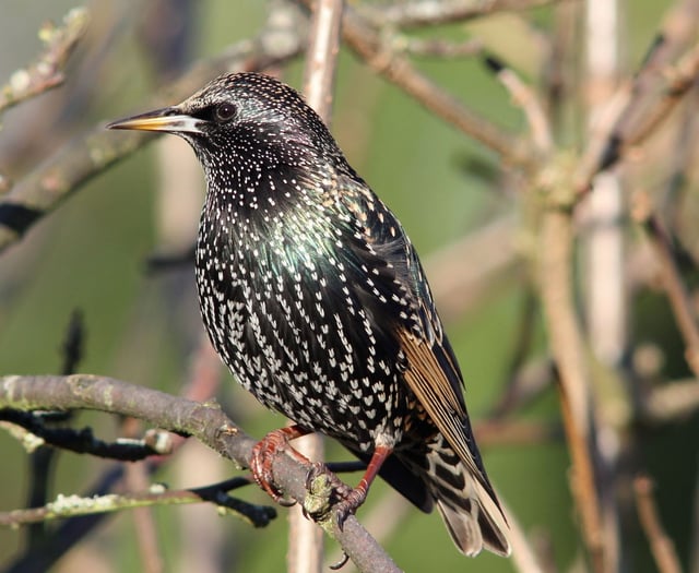 National survey reveals bird most spotted in UK's gardens