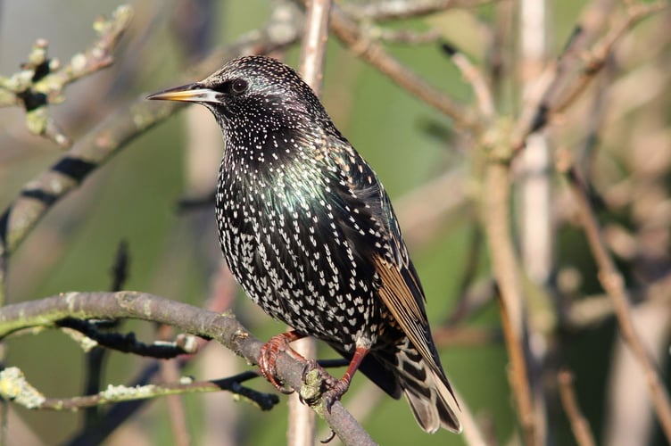 Starling