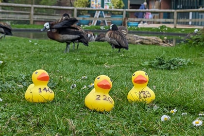 Great Farnham Duck Race returns at Gostrey Meadow this weekend