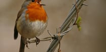 Out and About: The beauty of birdsong is worth an early start