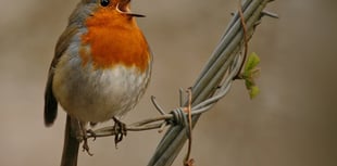 Out and About: The beauty of birdsong is worth an early start