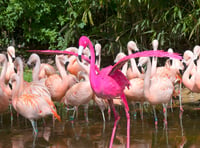 Birdworld reveals world's pinkest bird to celebrate new experience