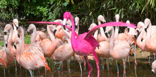 Birdworld reveals world's pinkest bird to celebrate new experience