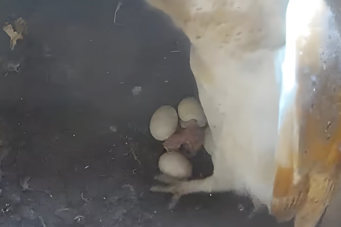 Barn Owl's first owlet hatching