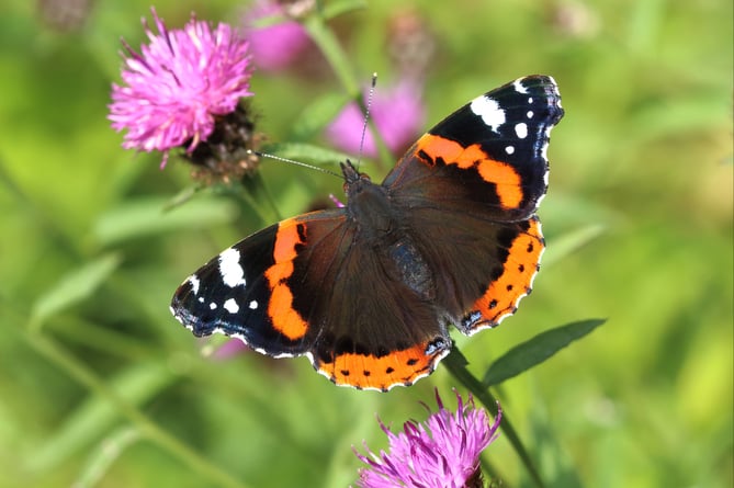 Red Admiral