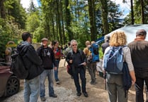 Ancient woodland thriving thanks to restoration works