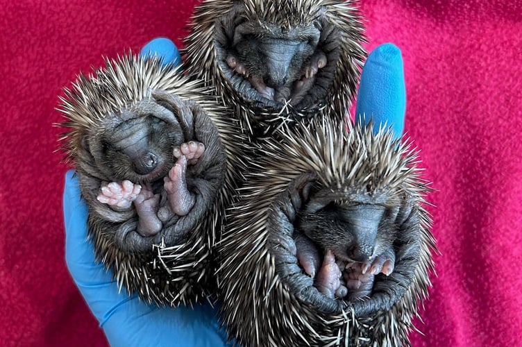 Cute little hoglets