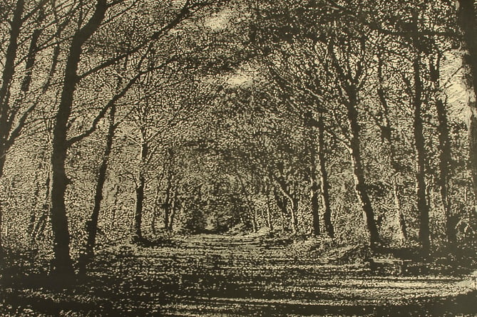 Woodland Walk, a drypoint and engraved relief print.