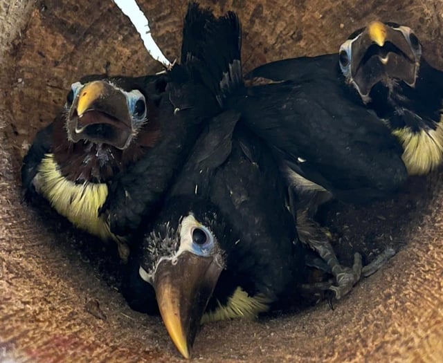 Zoo welcomes the arrival of toucan chicks