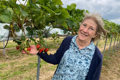 Strawberry fields forever: Durleighmarsh PYO is cream of Rother Valley