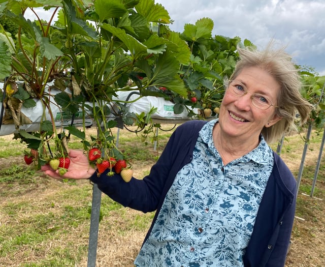 Strawberry fields forever: Durleighmarsh PYO is cream of Rother Valley