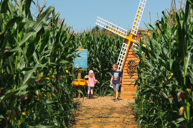 Exploring Cowdray's Maize Maze 2024