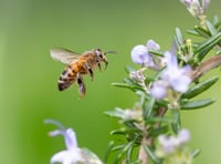 Buzz around town as adult beekeeping sessions begin