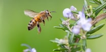 Buzz around town as adult beekeeping sessions begin