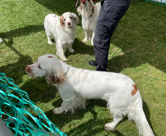 VIDEO: Dog charities at the South Downs Show