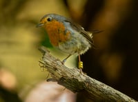 Watch out for Farnham's three little birds