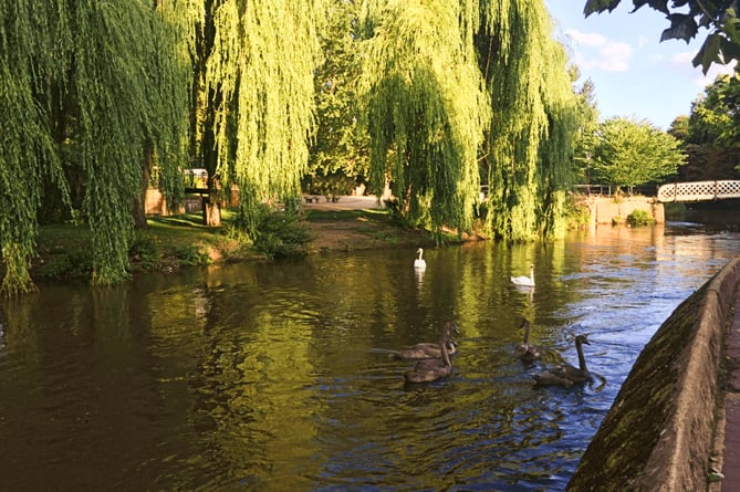 River Wey The South East Rivers Trust