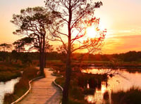 Thursley Boardwalk shortlisted for Britain's Favourite Path