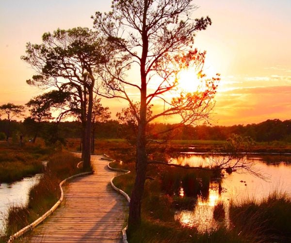 Thursley Boardwalk